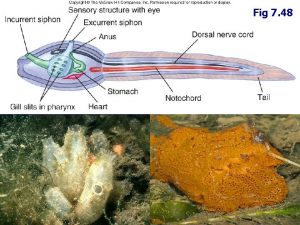 Fig 7 48 I Chordata A Urochordata Tunicates