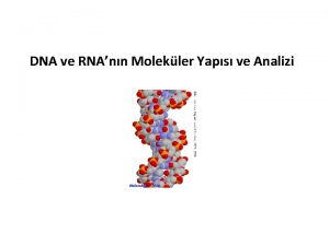 DNA ve RNAnn Molekler Yaps ve Analizi Genetik