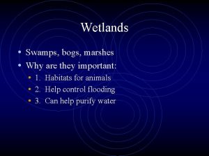 Wetlands Swamps bogs marshes Why are they important