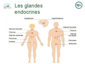 Les glandes endocrines Dfinition de lOMS Selon lOMS