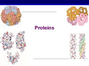 Proteins AP Biology Proteins Most structurally and functionally