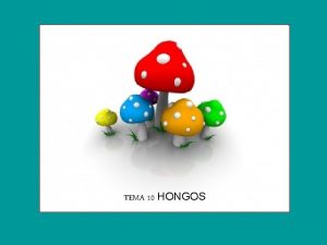 TEMA 10 HONGOS INDICE 1 CARACTERSTICAS GENERALES 1