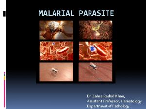 MALARIAL PARASITE Dr Zahra Rashid Khan Assistant Professor