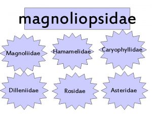 magnoliopsidae Magnoliidae Dilleniidae Hamamelidae Rosidae Caryophyllidae Asteridae magnoliidae