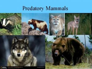 Predatory Mammals Role of Predators Secondary consumers totally