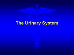 The Urinary System Functions of the Urinary system