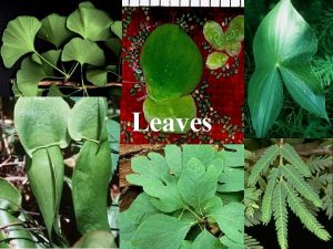 Leaves Leaf Structure Epidermal tissue system chloroplasts only