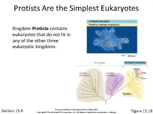 Protists Are the Simplest Eukaryotes Kingdom Protista contains