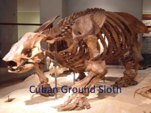 Cuban Ground Sloth The Geography of the Region