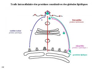 Trafic intracellulaire des protines constitutives des globules lipidiques