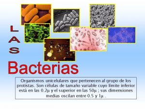 Organismos unicelulares que pertenecen al grupo de los