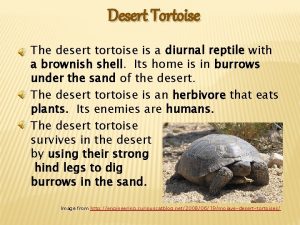Desert Tortoise The desert tortoise is a diurnal