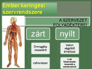 Ember keringsi szervrendszere A SZERVEZET FOLYADKTEREI zrt nylt