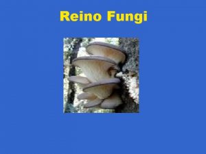 Reino Fungi Unicelulares ou Pluricelulares Eucariontes e aclorofilados