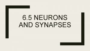 6 5 NEURONS AND SYNAPSES Neurons Neurons transmit