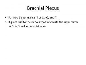 Brachial Plexus Formed by ventral rami of C