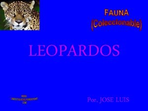 LEOPARDOS Por JOSE LUIS El leopardo Panthera pardus