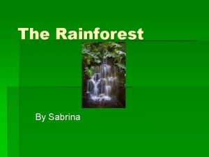 The Rainforest By Sabrina Animals Sloth Eats leaves