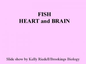 FISH HEART and BRAIN Slide show by Kelly