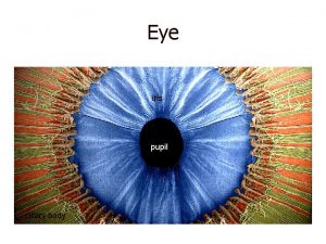 Eye iris pupil ciliary body Eyeball FIBROUS VASCULAR