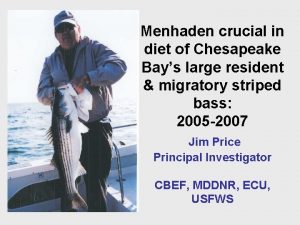 Menhaden crucial in diet of Chesapeake Bays large