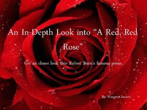 An InDepth Look into A Red Red Rose