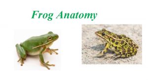 Frog Anatomy The Mouth Vomerine Teeth Used for