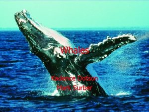 Whales Kadence Dotson Mark Surber Babies A baby