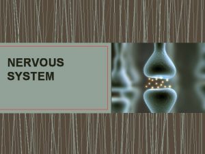 NERVOUS SYSTEM NERVOUS SYSTEM 2 Main Divisions Central