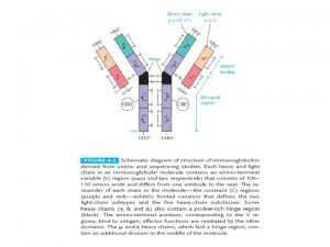 Structure of Immunoglobulin Antibody Mediated effector functions Opsonization