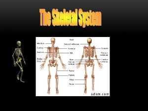 The skeleton composed of bones cartilages joints and