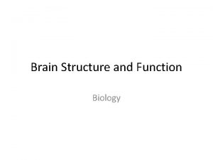 Brain Structure and Function Biology The Brain The