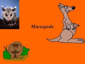 Marsupials Marsupial Marsupial is the common name for