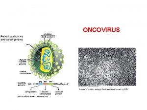 ONCOVIRUS CANCEROGENESI VIRALE I virus giocano un ruolo