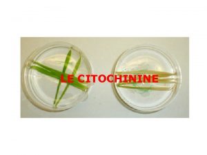 LE CITOCHININE Scoperte nel corso di studi per