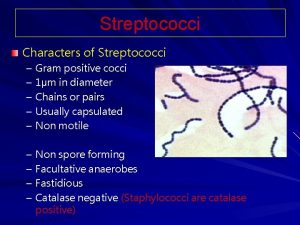 Streptococci Characters of Streptococci Gram positive cocci 1m