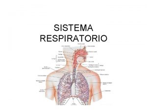 SISTEMA RESPIRATORIO SISTEMA RESPIRATORIO Consta di ORGANI CAVI