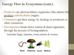 Energy Flow in Ecosystems cont Producers are photosynthetic