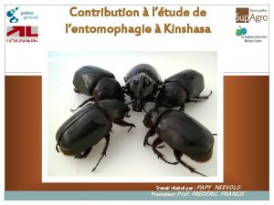 Contribution ltude de lentomophagie Kinshasa 1 Travail ralis