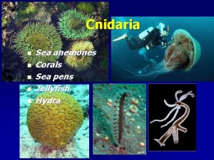 Cnidaria n n n Sea anemones Corals Sea