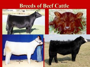 Breeds of Beef Cattle The Beef Industry Produces