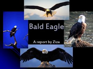 Bald Eagle A report by Ziza What do