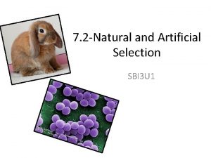 7 2 Natural and Artificial Selection SBI 3