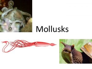 Mollusks Phylum Mollusca Second largest animal phylum has