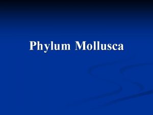 Phylum Mollusca Phylum Mollusca n Coelomates Tridacna gigas
