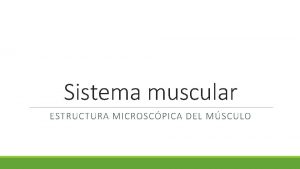 Sistema muscular ESTRUCTURA MICROSCPICA DEL MSCULO Msculo Formado