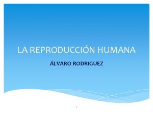 LA REPRODUCCIN HUMANA LVARO RODRIGUEZ 1 LA REPRODUCCIN