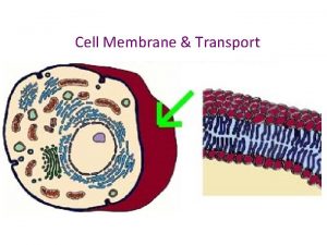 Cell Membrane Transport A The membrane helps keep