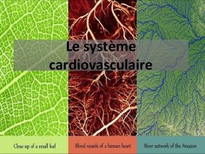 Le systme cardiovasculaire Un systme clospourquoi Les rles