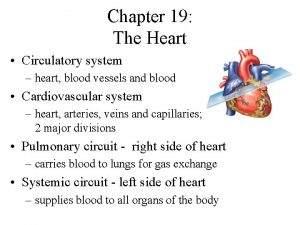 Chapter 19 The Heart Circulatory system heart blood